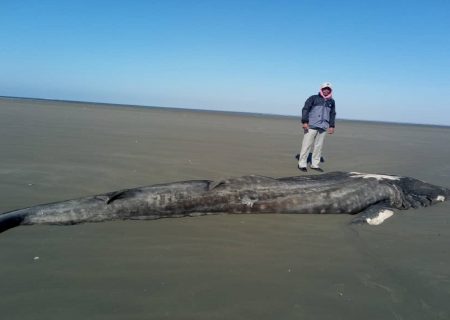 مشاهده لاشه کوسه نهنگ ۸ متری در سواحل میناب + عکس