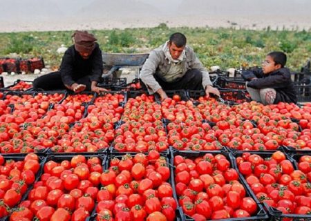 هزاران تن محصول گوجه فرنگی و پیاز کشاورزان منطقه هشتبندی میناب در معرض نابودی