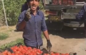 فیلم | قیمت پایین گوجه داد کشاورزان هرمزگانی را درآورد