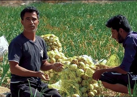 فیلم | کشاورزان مینابی خواستار حمایت مسئولان