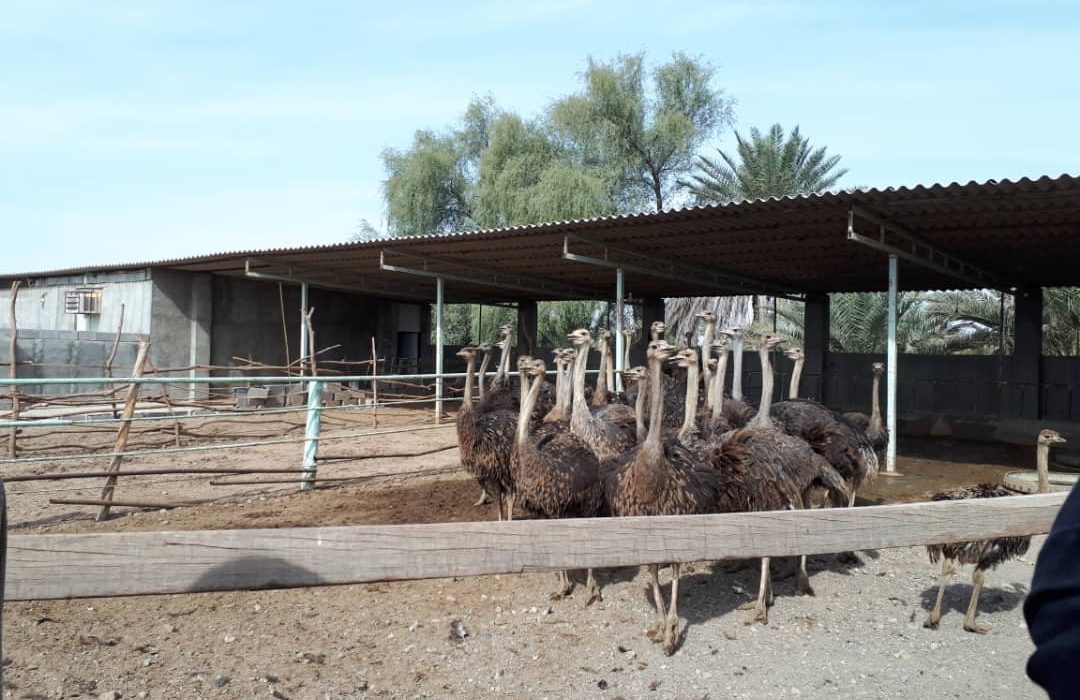 راه‌اندازی مزرعه پرورش شترمرغ در میناب