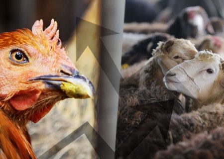 قاچاق ۳۰۰ میلیونی گوسفند و مرغ زنده در میناب لو رفت