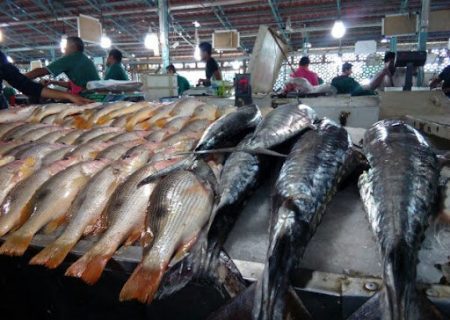 قاچاق گسترده ماهی به دوبی!/ ماهی های جنوب کمیاب شدند