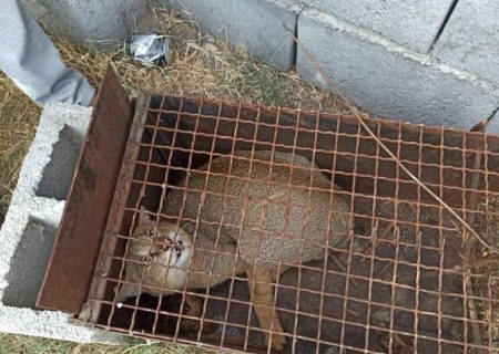 رهاسازی یک گربه جنگلی به زیستگاهش در میناب