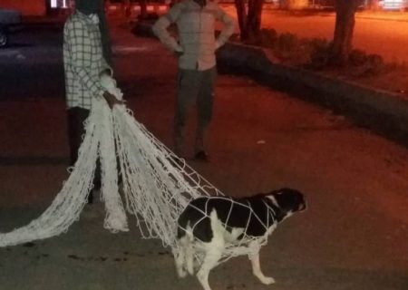 آغاز عملیات زنده گیری سگ های ولگرد در سطح شهر میناب