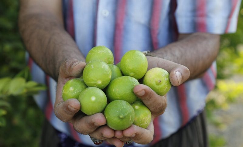نرخ خرید توافقی لیمو ترش در رودان اعلام شد
