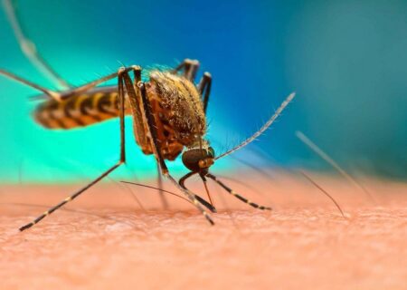 جزئیات ابتلای اتباع بیگانه در جاسک به مالاریا / هرمزگان در آستانه حذف مالاریا