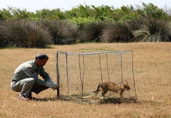 رهاسازی یک قلاده گربه وحشی در طبیعت میناب