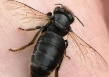 مرگ کودک ۴ ساله بر اثر نیش زنبور در هرمزگان