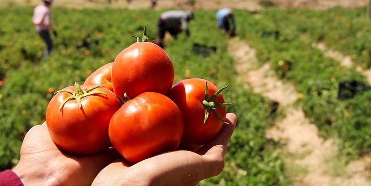 آغاز برداشت گوجه فرنگی از مزارع هرمزگان /خرید از کشاورز ۱۵ هزار و ‌فروش به مردم ۶۰ هزار‌‌
