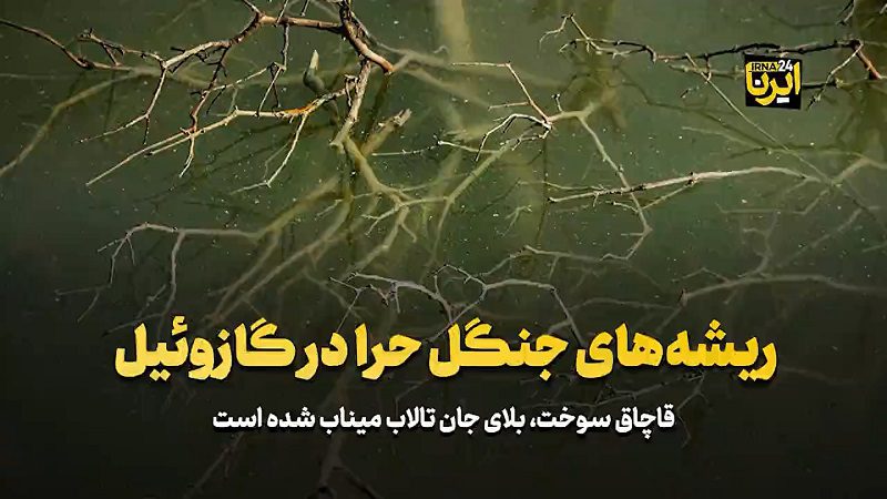 فیلم | ریشه‌های جنگل حرا در گازوئیل _ قاچاق سوخت؛ بلای جان تالاب میناب شده است