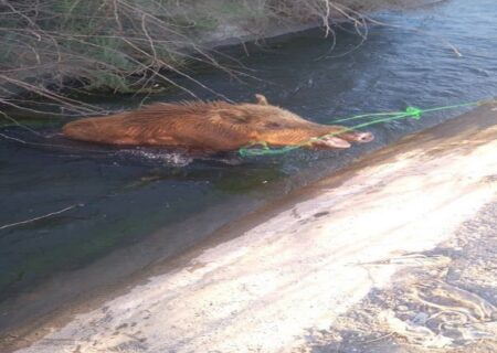 نجات گراز وحشی گرفتار از کانال آب در میناب