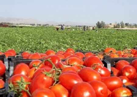 یک و نیم تن محصول گوجه فرنگی به نیازمندان بشاگرد اهدا شد