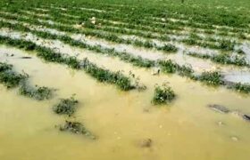خسارت ۱۱۸ میلیاردی سیل به بخش کشاورزی میناب