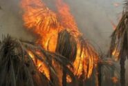 آتش سوزی در جنگل و نخلستان‌های روستای سرباران میناب