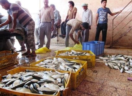 رونق کسب و کار در بازار ماهی گورزانگ میناب