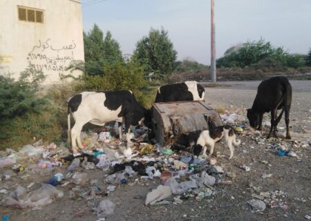 ضرورت اقدام قاطع برای جلوگیری از جولان احشام سرگردان در شهرک المهدی میناب