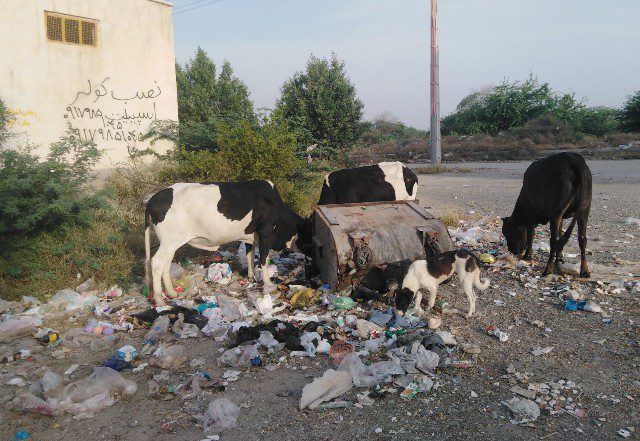 ضرورت اقدام قاطع برای جلوگیری از جولان احشام سرگردان در شهرک المهدی میناب