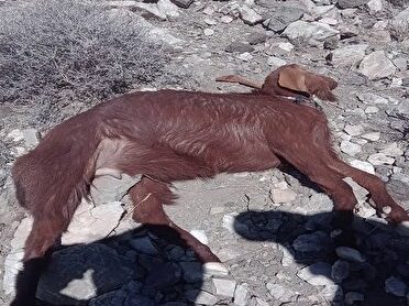 حمله پلنگ به دام‌های روستای گوهرکوه بشاگرد