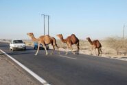 تصادف مرگبار نیسان با شتر در محور سیریک – جاسک