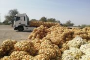 خرید تضمینی بیش از ۹ هزار تُن پیاز در هرمزگان
