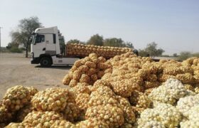 خرید تضمینی بیش از ۹ هزار تُن پیاز در هرمزگان