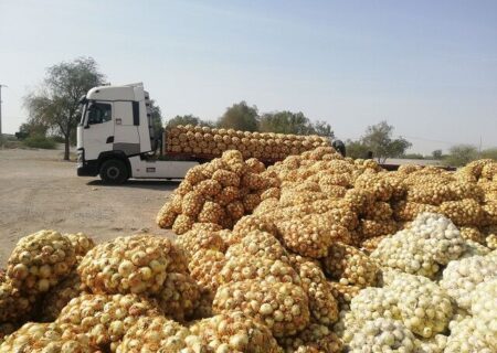 خرید تضمینی بیش از ۹ هزار تُن پیاز در هرمزگان