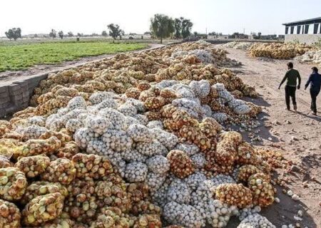 آغاز پرداخت بهای خرید تضمینی پیاز به کشاورزان هرمزگان