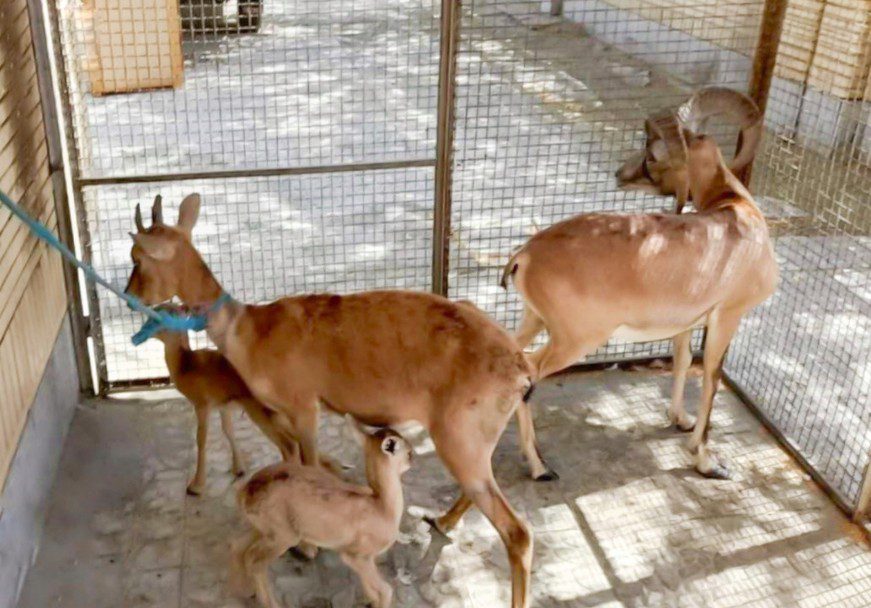 همکاری اهالی کنارترش میناب در نجات چرندگان وحشی سرگردان