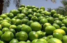 حمل و جابه‌جایی محصول لیموترش بدون مجوز قانونی از میناب ممنوع شد