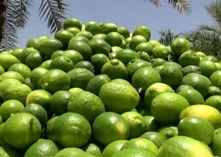 حمل و جابه‌جایی محصول لیموترش بدون مجوز قانونی از میناب ممنوع شد