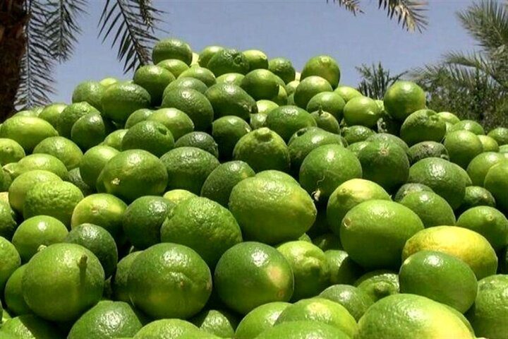 حمل و جابه‌جایی محصول لیموترش بدون مجوز قانونی از میناب ممنوع شد