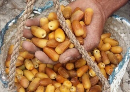 آغاز برداشت رطب نوبرانه آلمهتری از نخلستان های میناب