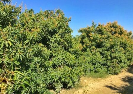 گلایه از قطع ۱۵ ماهه حق‌آبه باغداران میناب