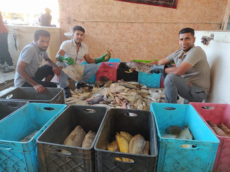 بازار ماهی میناب؛ از گورزانگ تا پایتخت