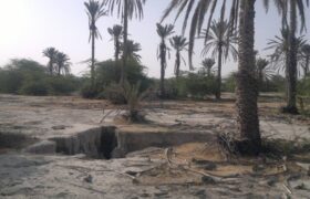 دشت میناب؛ گنجینه‌ای که در آستانه نابودی کامل است