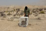 شغال مصدوم طبیعت میناب در قشم تیمار شد و در خمیر رها شد