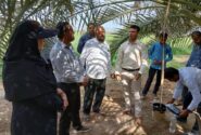 آغاز مبارزه با آفت سرخرطومی خرما در نخلستان‌های میناب