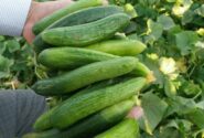 کاهش ۲۰ درصدی کشت خیار سبز در منطقه توکهور و هشتبندی