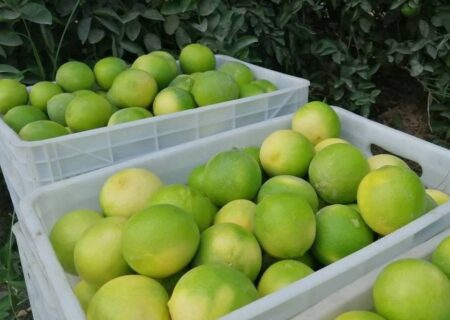 برداشت لیموشیرین از باغ‌های مرکبات توکهور و هشتبندی