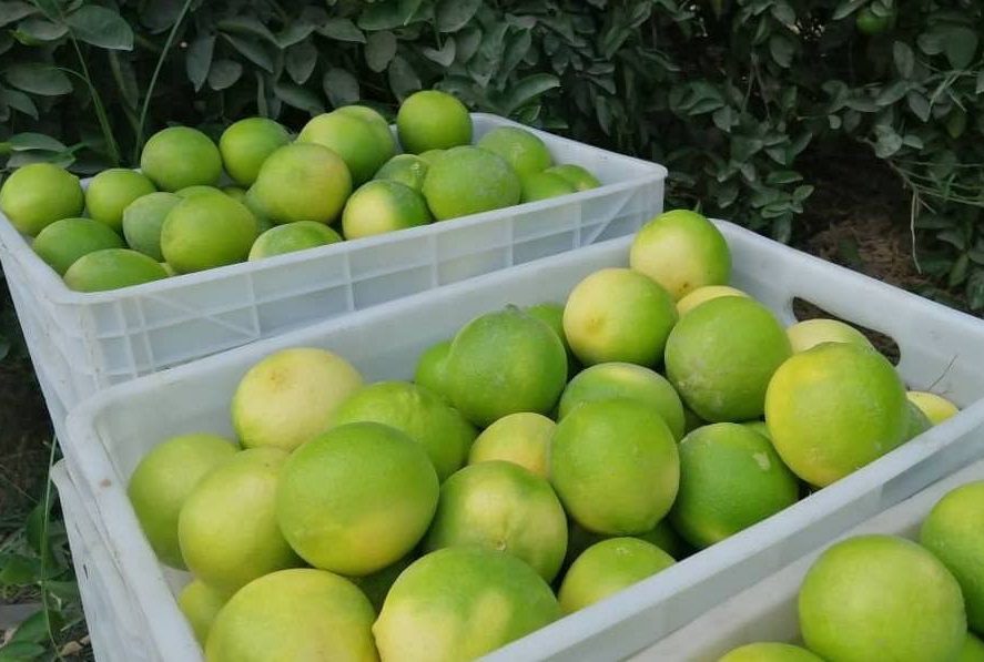 برداشت لیموشیرین از باغ‌های مرکبات توکهور و هشتبندی