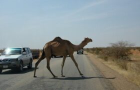 تصادف مرگبار موتورسیکلت با شتر در محور جاسک ـ میناب؛ یک کشته و دو مجروح