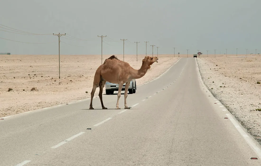 فرماندار سیریک شایعه کشتار شترهای سرگردان را تکذیب کرد + فیلم