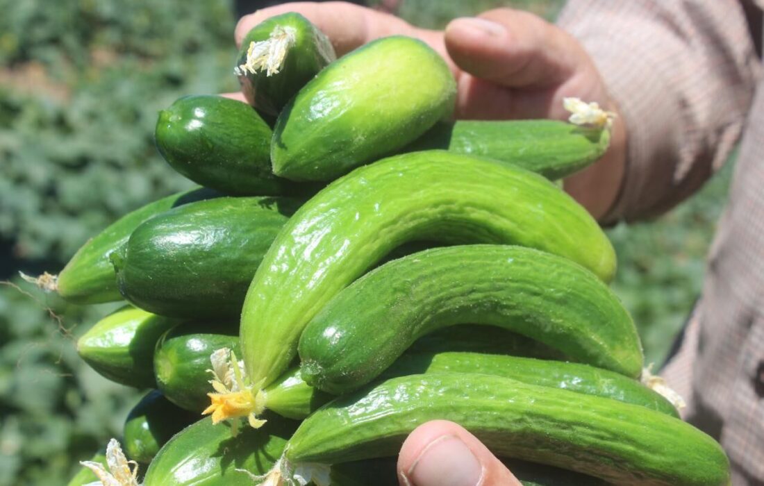 آغاز برداشت خیار نوبرانه در منطقه توکهور و هشتبندی