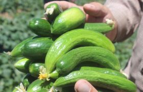 آغاز برداشت خیار نوبرانه در منطقه توکهور و هشتبندی