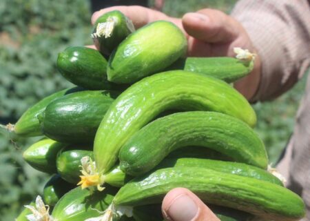 آغاز برداشت خیار نوبرانه در منطقه توکهور و هشتبندی