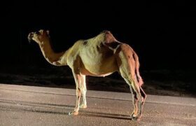 جمع آوری شترهای سرگردان از ابتدای آذر ماه در جاسک آغاز می‌شود