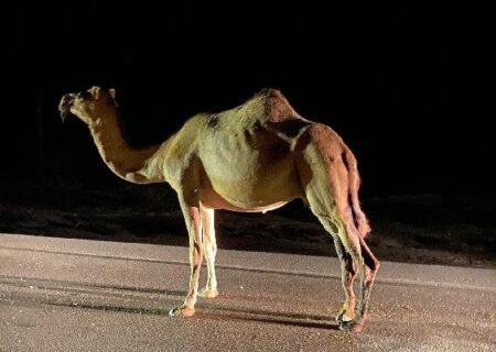 جمع آوری شترهای سرگردان از ابتدای آذر ماه در جاسک آغاز می‌شود