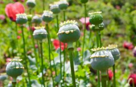 تکذیب شایعه مجاز شدن کشت خشخاش در شهرستان بشاگرد