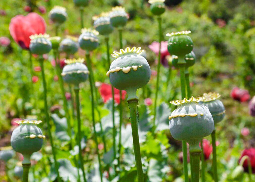 تکذیب شایعه مجاز شدن کشت خشخاش در شهرستان بشاگرد